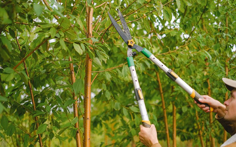 Tree trimming in St Columbans, NE